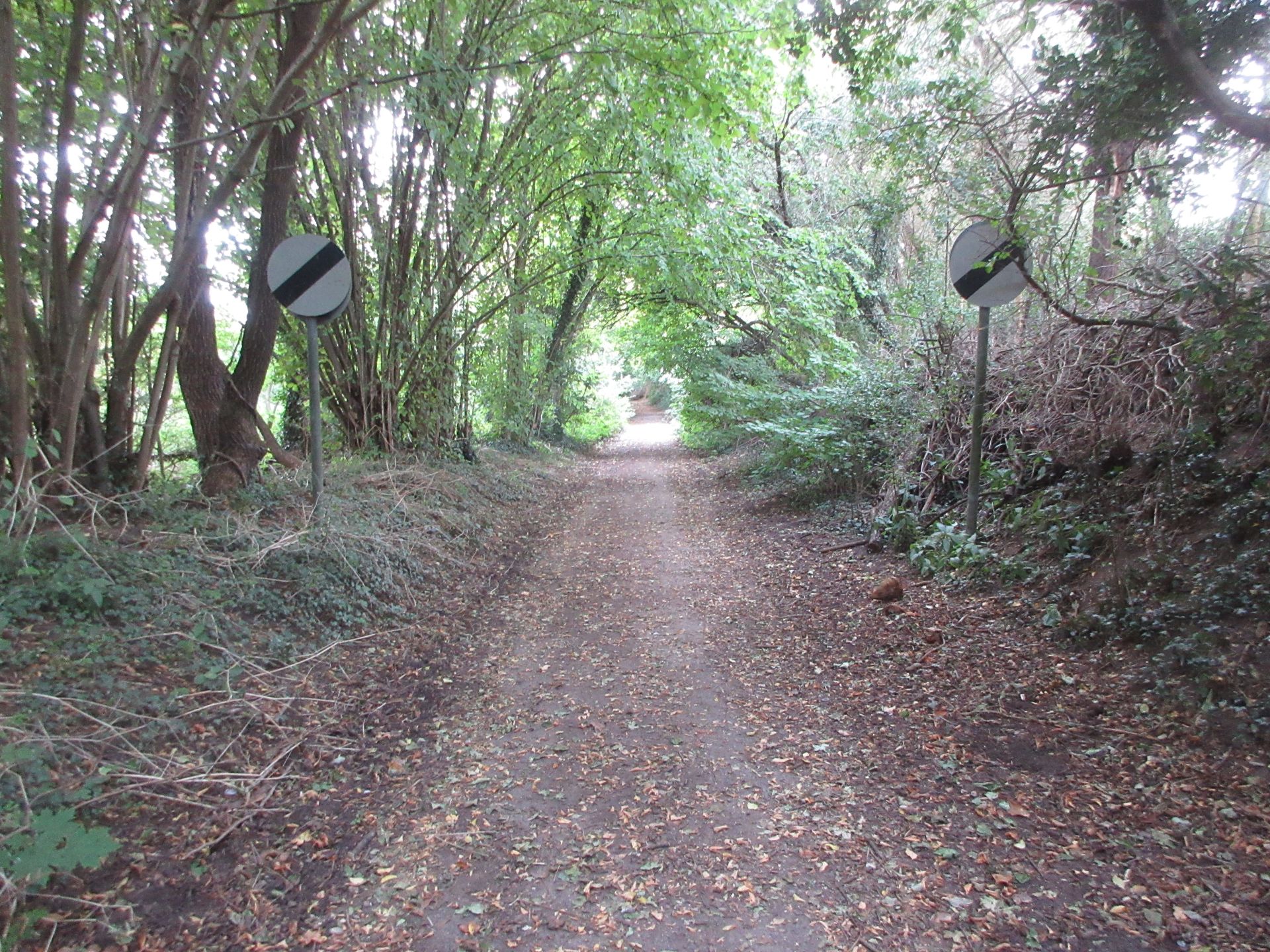 Violets Lane